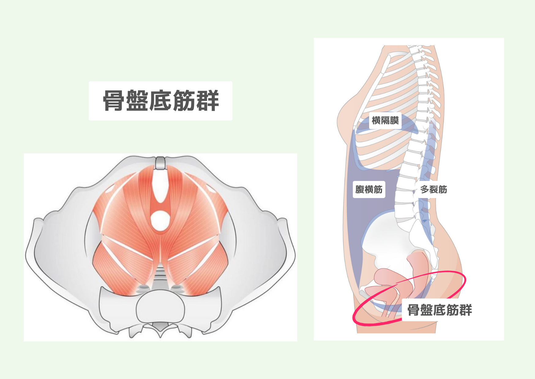 骨盤底筋の鍛え方 | 予防からはじめる整形外科 T CLINIC Ichigaya ブログ